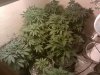 IMG_20110525_194036.jpg