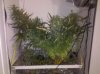 IMG_20110526_041109.jpg