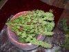 DSCN0873.jpg
