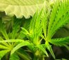 new-leaves-close.jpg
