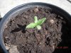DSCN3918.jpg