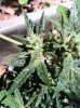 Lemon Skunk A1.jpg Lemon Skunk A1.jpg