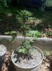 Lemon Skunk B3.jpg Lemon Skunk B3.jpg