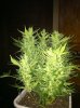IMG_0096.jpg