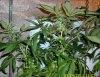 plant1.JPG plant1.JPG
