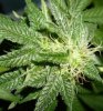 plant1 bud2.jpg plant1 bud2.jpg