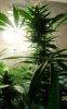plant 2.jpg plant 2.jpg
