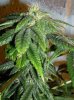 plant 2 bud2.jpg plant 2 bud2.jpg