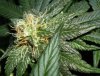 plant 3 bud2.jpg plant 3 bud2.jpg