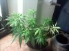 20110530074842.jpg 20110530074842.jpg