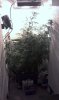 IMAG0276.jpg IMAG0276.jpg