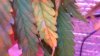 DSC01050.JPG
