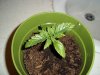 100_0171.JPG