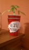 Party-cup-entry-5-31-11.png