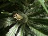 weed 017.jpg