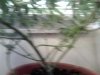 plant pics 020.jpg