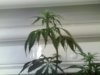 plant pics 012.jpg