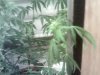 plant pics 004.jpg