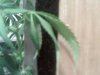 plant pics 003.jpg