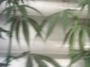 plant pics 005.jpg