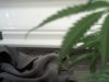 plant pics 002.jpg