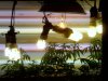 plant pics 016.jpg