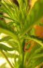 a_pistils.JPG
