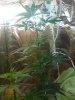 DSC00954.jpg