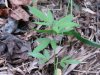 DSC00859.JPG