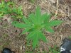 DSC00860.JPG