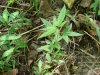 DSC00869.JPG