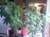 allplantstogether.jpg
