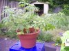 bucket- day 59.jpg
