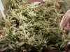 plenty of little buds starting now.jpg