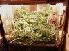 scrog.jpg