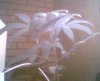 Picture 001.jpg