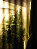IMG-20110603-00132.jpg