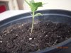 DSCN3933.jpg