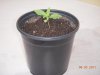 DSCN3930.jpg