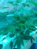 IMG_20110601_201014.jpg