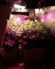 growroom4.jpg