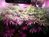 growroom1.jpg