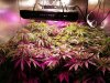 growroom2.jpg