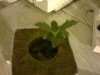 seedling 008.jpg