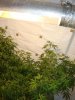 DSC02778.jpg