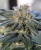 Deadhead Flower 1.jpg