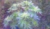 IMAG0206.jpg