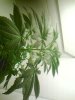 Img_00710.jpeg