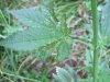 2011_0606Nute0010.jpg