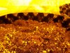 Stuck seedling 004.jpg